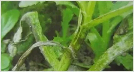 怎样防治茼蒿炭疽病？ | 种植病虫害