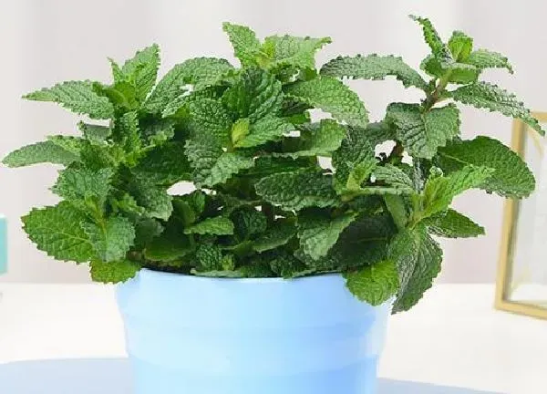 植物扦插|薄荷可以扦插吗