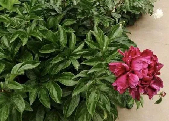 植物百科|芍药是几年生植物