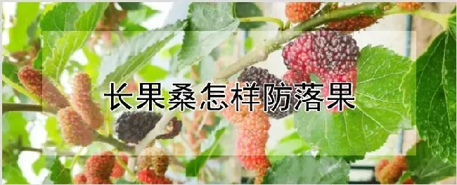 长果桑怎样防落果 | 农业科普