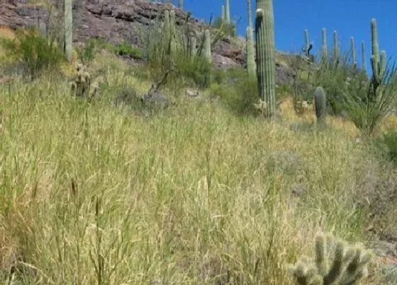 植物百科|水牛草又叫什么名称