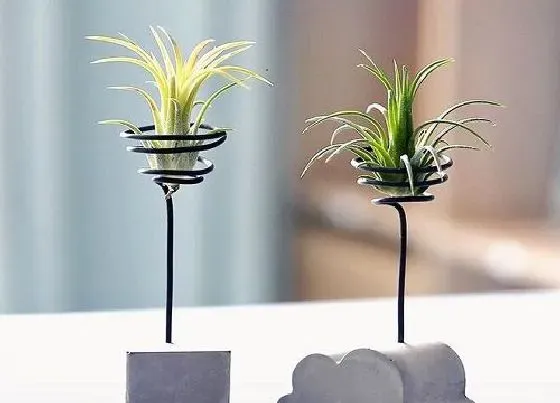 植物百科|空气凤梨可以淋雨吗