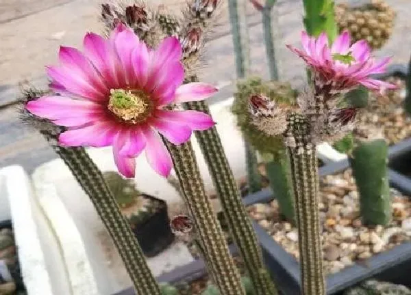 植物浇水|仙人指开花时能浇水吗