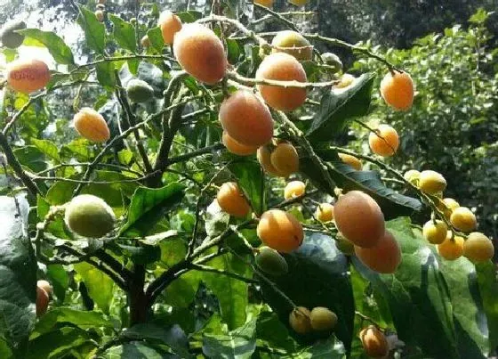 果实成熟|释迦果2什么时候成熟