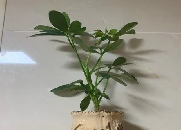 植物扦插|七叶莲可以插枝吗