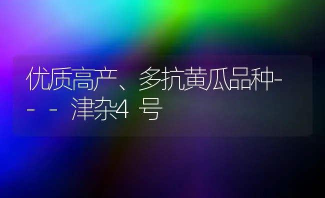 优质高产、多抗黄瓜品种---津杂4号 | 蔬菜种植