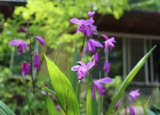 果实成熟|白芨什么时候成熟