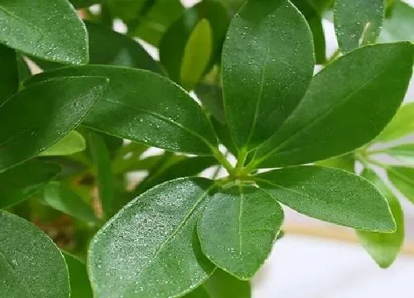 养殖科普|属虎适合养什么花卉植物