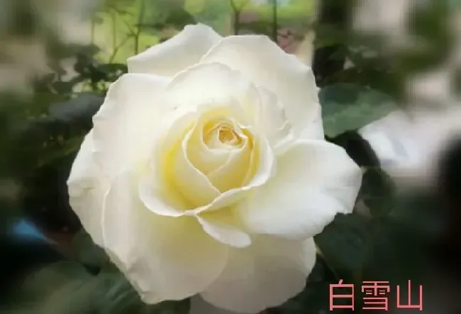 植物百科|切花月季是什么意思（必选的切花月季品种）