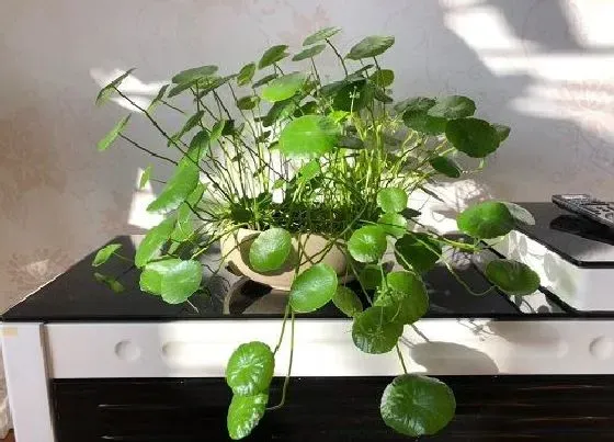 植物施肥|淤泥可以做肥料吗 河里淤泥制作有机肥方法