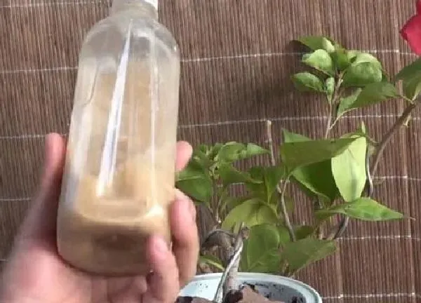 植物浇水|淘米水可以浇三角梅吗