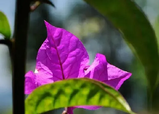 花期|勒杜鹃花期是什么时候