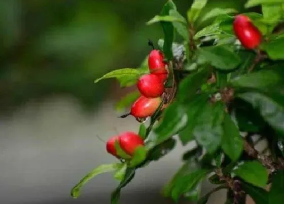 种植管理|神秘果几年结果实