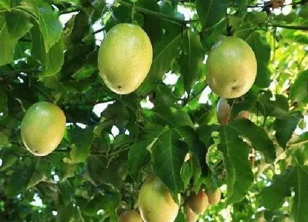 植物浇水|百香果几天浇一次水 春夏秋冬各不同