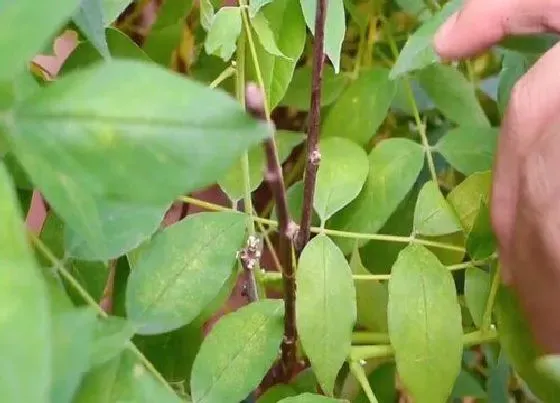 植物修剪|紫藤树怎么修剪方法