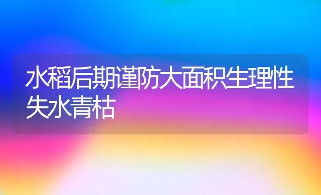 水稻后期谨防大面积生理性失水青枯 | 粮油作物种植