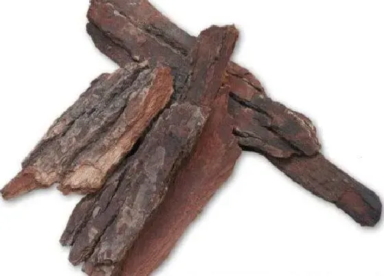 种植土壤|樟树皮可以种兰花吗