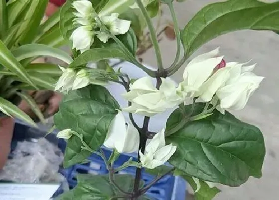 不开花|龙吐珠不开花什么原因