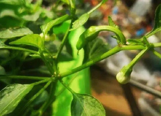 植物施肥|青椒浇什么肥料合适