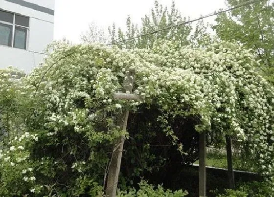 植物百科|夏天驱蚊的花卉有哪些