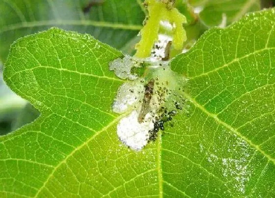 植物虫害|无花果树病虫害防治方法与技术措施