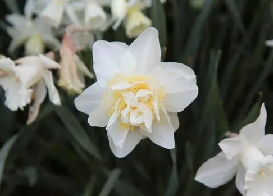 花朵诊疗|水仙催花时间和方法