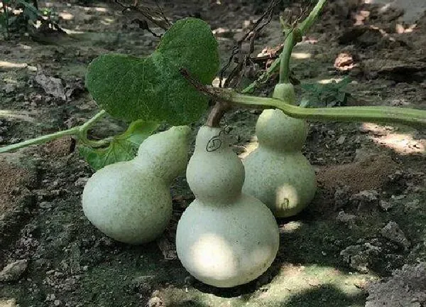 植物浇水|葫芦几天浇一次水