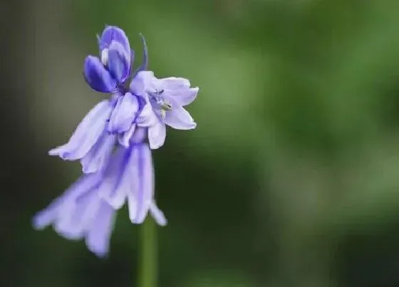 花语|蓝铃花的花语是什么