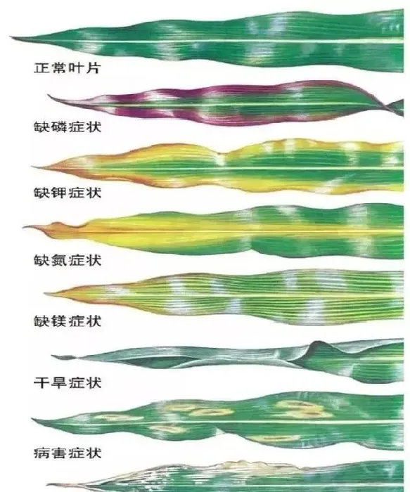 种植管理|玉米可以一块地连续种植吗，种过玉米的土地缺什么元素）