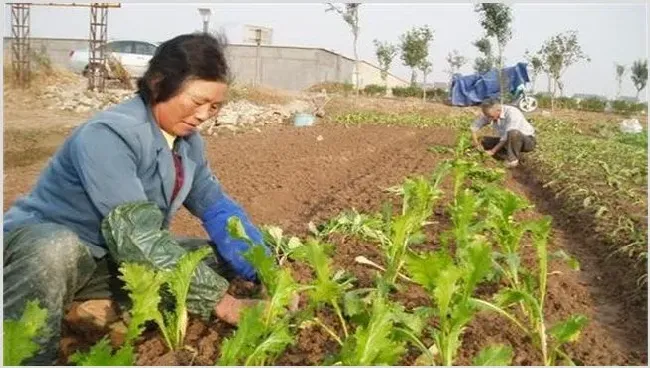 榨菜移栽技术和留种要点 | 农业技术