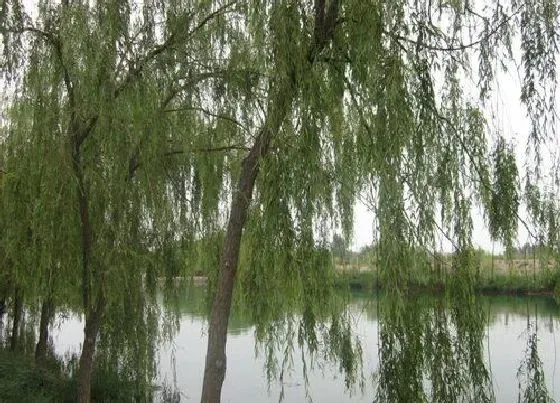 植物种类|柳树是乔木还是灌木植物