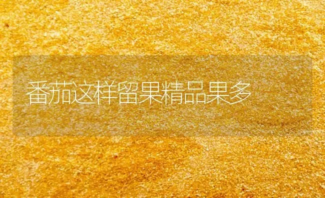 番茄这样留果精品果多 | 瓜果种植