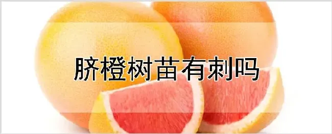 脐橙树苗有刺吗 | 自然知识