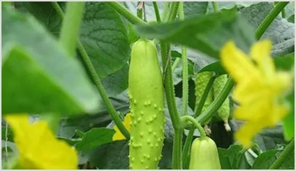 种植黄瓜用打叉吗 | 农业科普