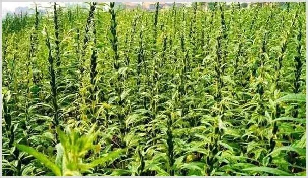 芝麻播种是什么时间？一亩地播种多少？ | 种植资料