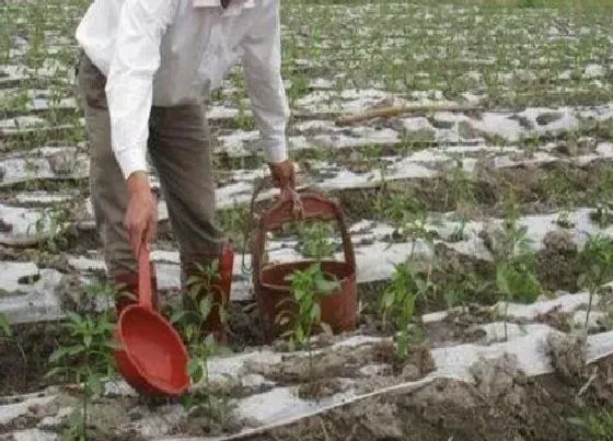 植物施肥|青椒浇什么肥料合适