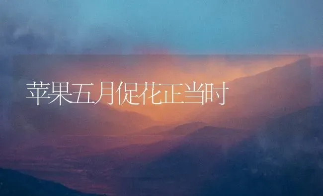 苹果五月促花正当时 | 瓜果种植