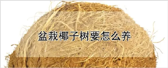 盆栽椰子树要怎么养 | 种植资料