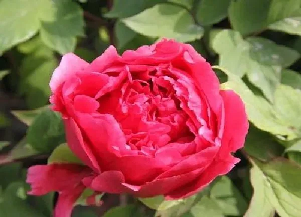 植物换土|种牡丹用什么土最好 盆栽牡丹适合的种植土壤