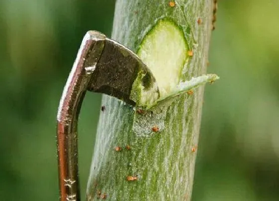 种植方法|桃树环剥最佳时间和技术方法