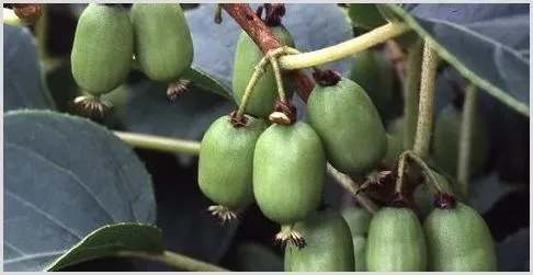 猕猴桃怎么防止果蒂腐烂的做法 | 种植施肥