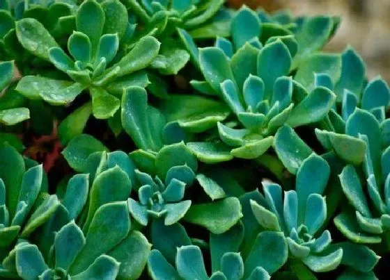 植物修剪|厚脸皮怎么修剪方法