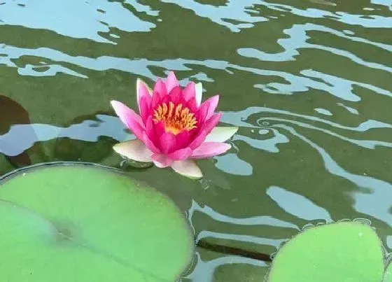 花卉百科|济宁的市花是什么花 荷花的象征意义