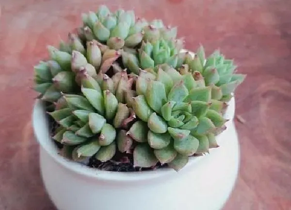 植物浇水|如何给花浇水才正确（长期不浇花不让花枯死的秘诀）