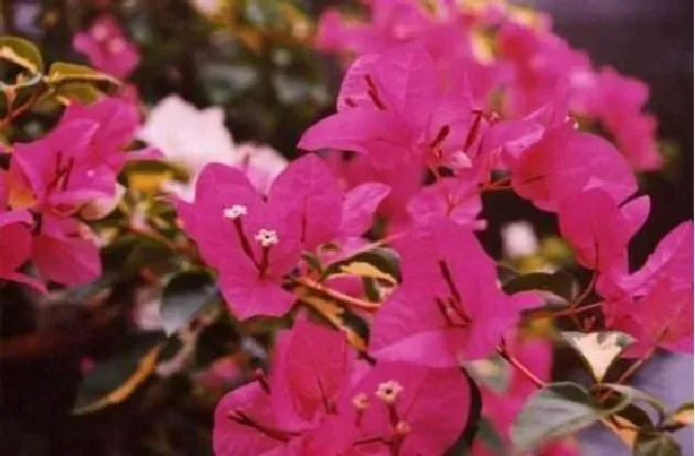 植物寓意|三角梅是哪个城市的市花（我国厦门的市花是三角梅吗）