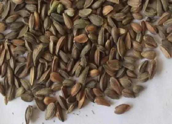 植物播种|非洲菊怎么留种子