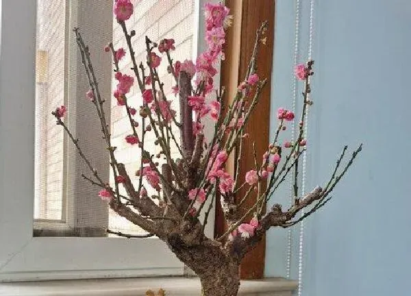 养殖方法|梅花冬天怎么养护