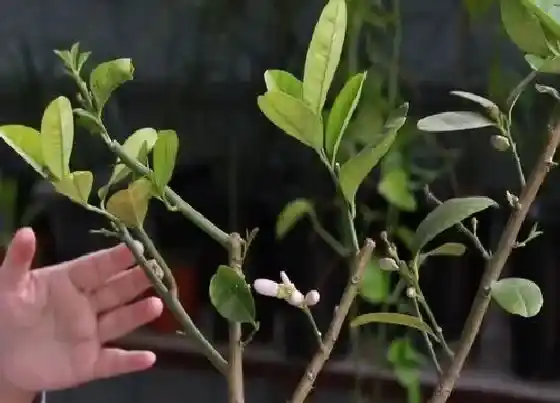 植物修剪|盆栽柠檬怎么修剪方法