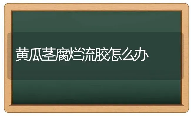 黄瓜茎腐烂流胶怎么办 | 蔬菜种植