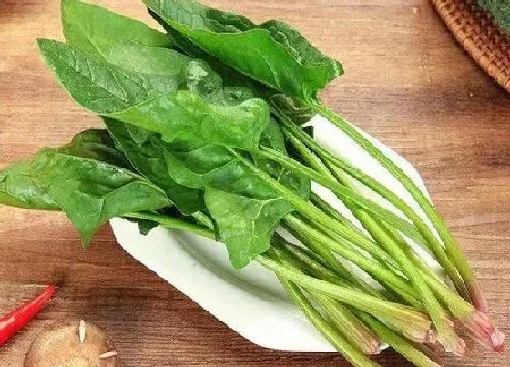 烂根|菠菜烂根是什么原因 种的菠菜烂根怎么回事